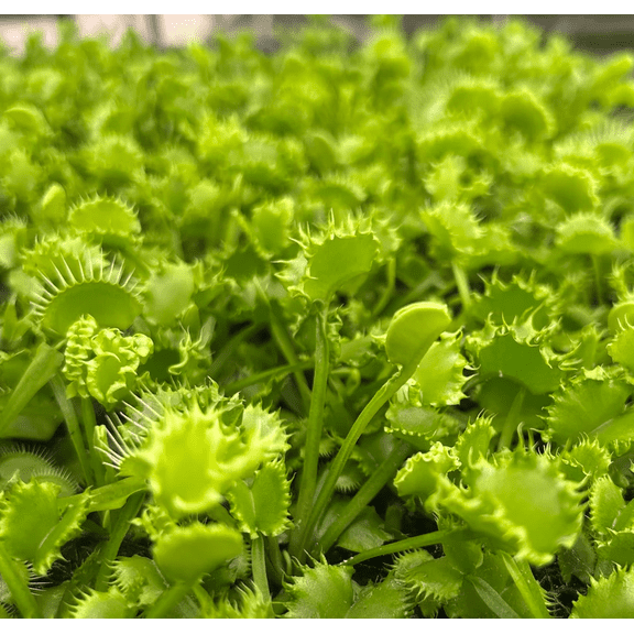 Dumpling Green Venus Flytrap Live Plant, Unique Carnivorous Plant for Indoor or Outdoor Growing