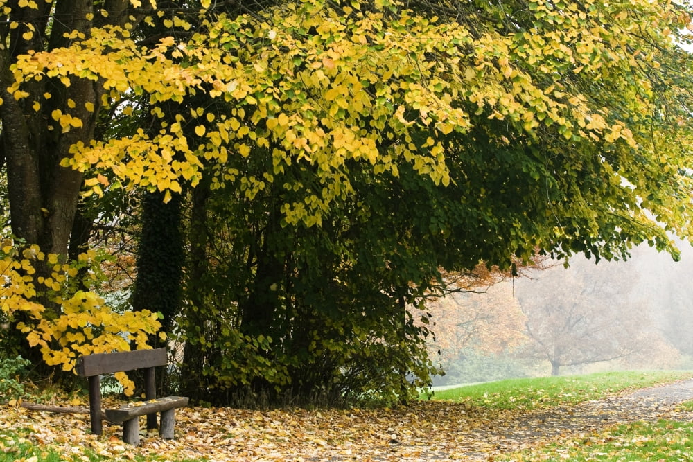 Dun Na Ri Forest Park County Cavan Ireland Park In Autumn Canvas Art - Peter McCabe Design Pics (17 x 11)