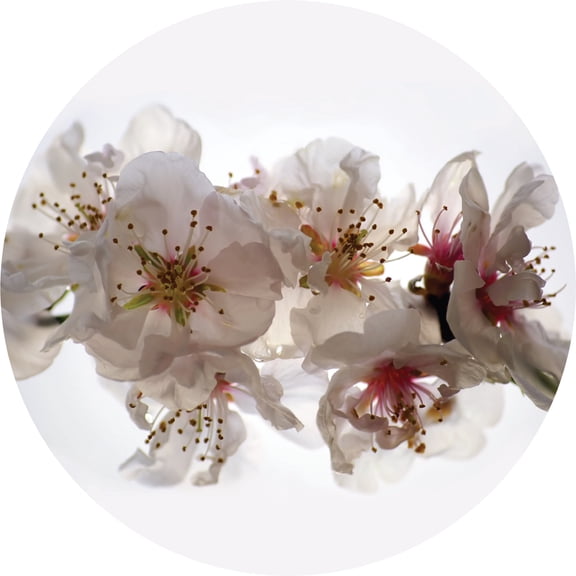 Dundee Deco's Modern Pink White Lilly Circular Peel and Stick Wall Mural, 55 in Diameter (17 sq ft.)