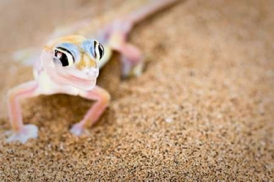 Dune Gecko I Canvas Art - Beth Wold (20 x 28)