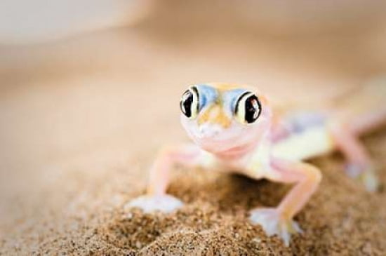 Dune Gecko II Canvas Art - Beth Wold (20 x 28)