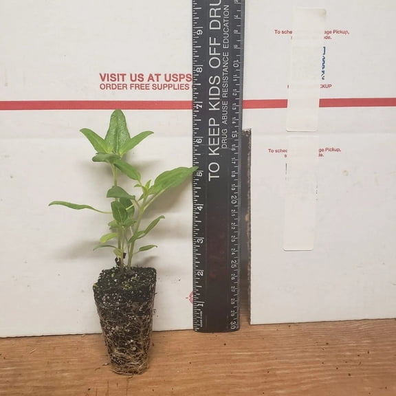 Dune Sunflower – Live Plants