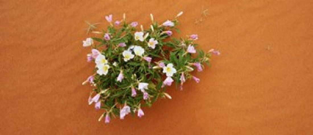 Dune evening primrose flowers in sand Valley of Fire State Park Nevada USA Canvas Art - Panoramic Images (15 x 6)