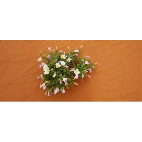 Dune evening primrose flowers in sand Valley of Fire State Park Nevada USA Poster Print by - 36 x 12