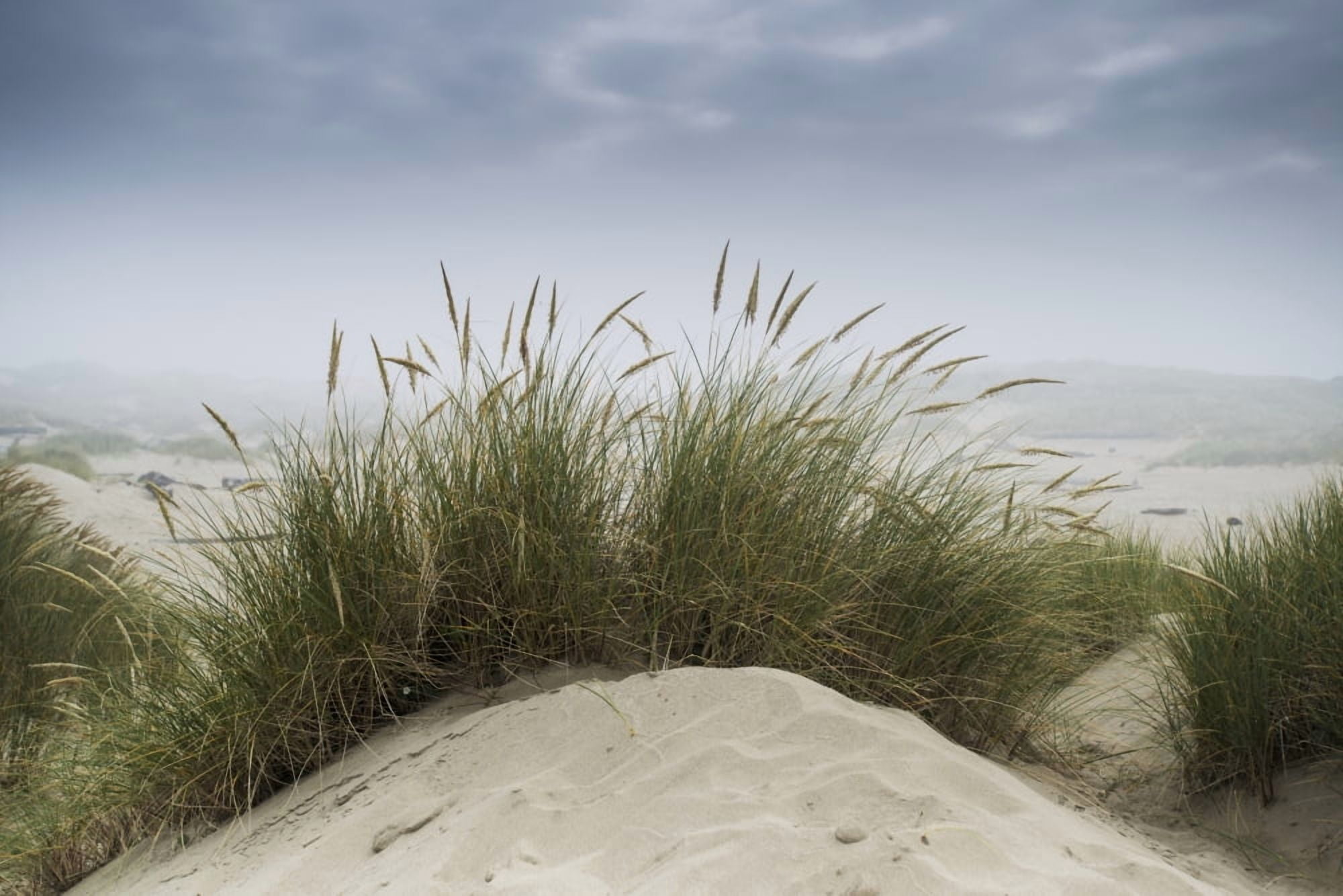 Dune grass along the Oregon coast Oregon United States of America Canvas Art - Remsberg Inc Design Pics (19 x 12)