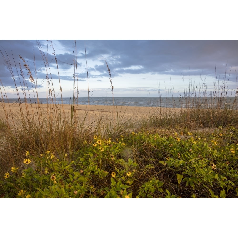 Dune sunflowers and sea oats along Sanibel Island beach in Florida USA ...