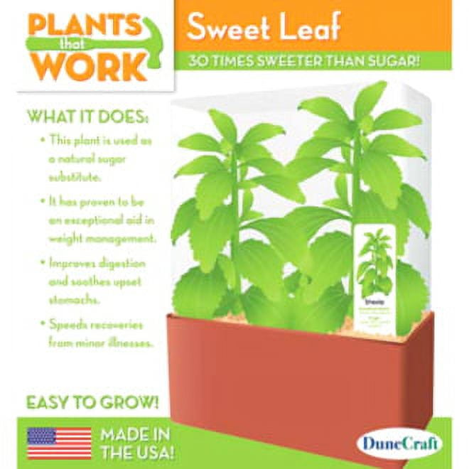 DuneCraft Sweet Leaf Plant Kit