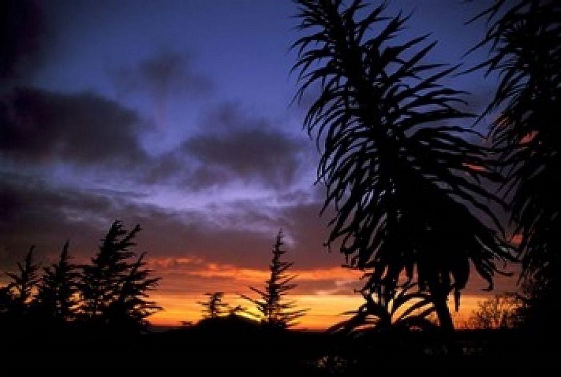 Dunedin South Island New Zealand Trees and sunset Canvas Art - Todd Gipstein DanitaDelimont (36 x 24)