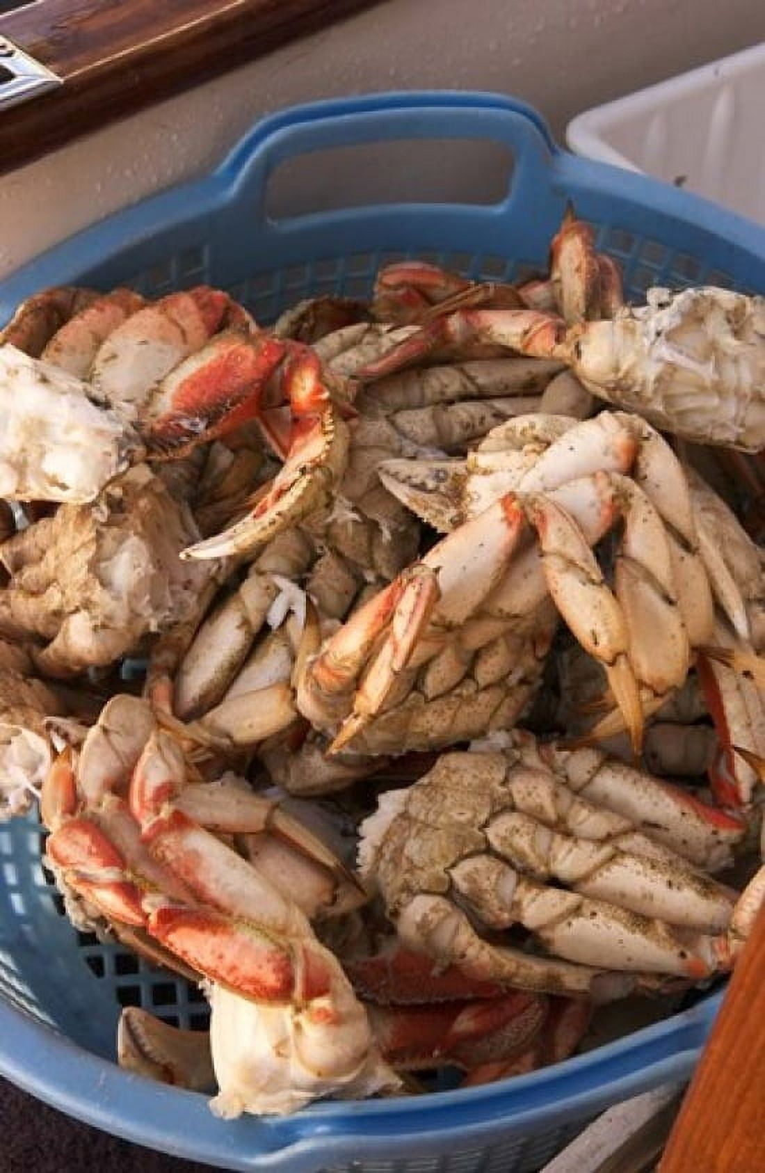 Dungeness Cooked Crab Queen Charlotte Islands Canada Canvas Art - Savanah Stewart DanitaDelimont (17 x 26)