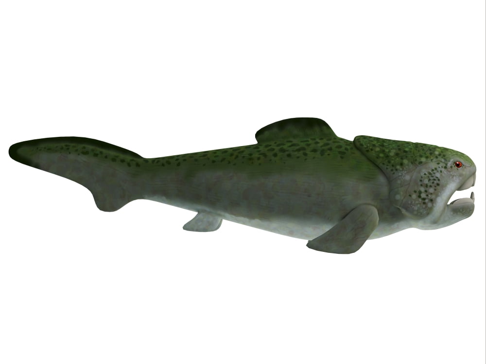 Dunkleosteus prehistoric fish from the Devonian period Canvas Art - Corey FordStocktrek Images (16 x 12)