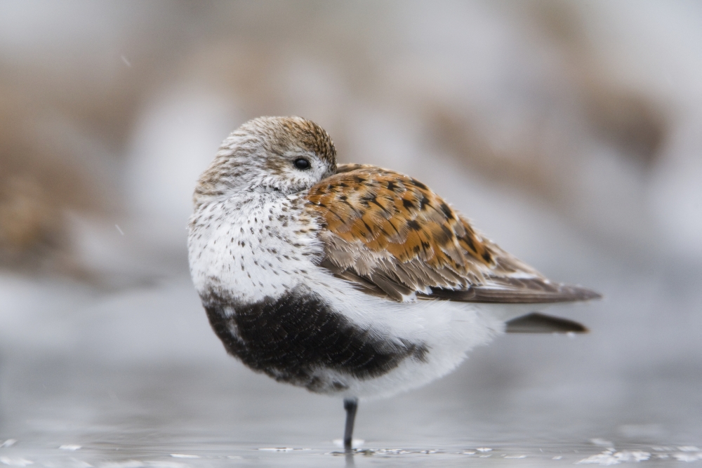 Dunlin Roosting With Western Sandpipers On Mudflats Of Hartney Bay Near Cordova On Copper River Delta Southcentral Alaska Spring Canvas Art - Milo Burcham Design Pics (19 x 12)