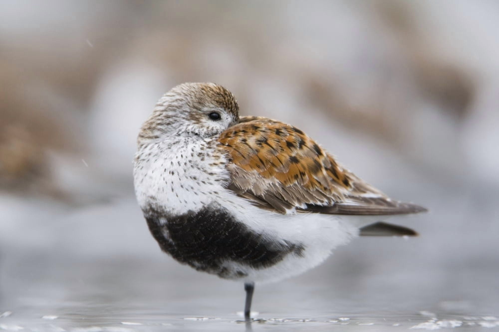 Dunlin Roosting With Western Sandpipers On Mudflats Of Hartney Bay Near Cordova On Copper River Delta Southcentral Alaska Spring Canvas Art - Milo Burcham Design Pics (38 x 24)