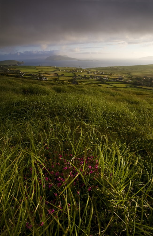 Dunquin County Kerry Ireland Rural Field With Islands In The Distance Canvas Art - Peter McCabe Design Pics (11 x 17)