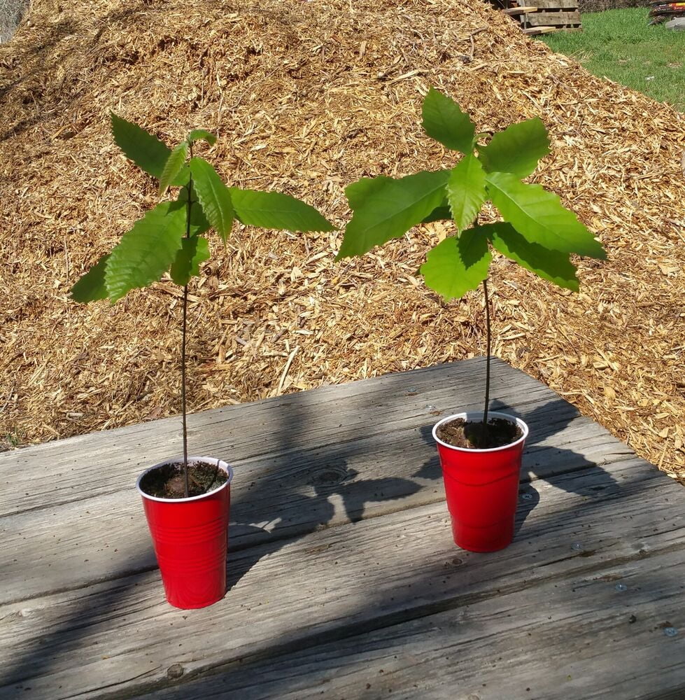 Dunstan Hybrid American Chestnut Seedling 12 to 18 Inches Tall Tree