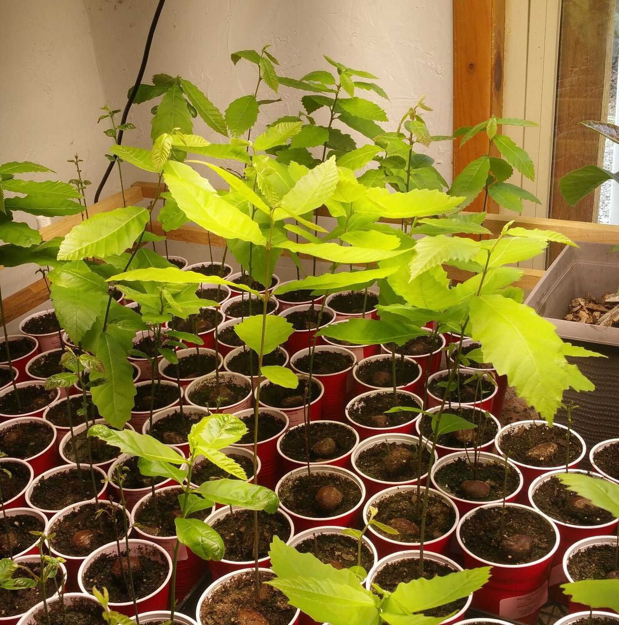 Dunstan Hybrid American Chestnut Seedling 12 to 18 Inches Tall Tree