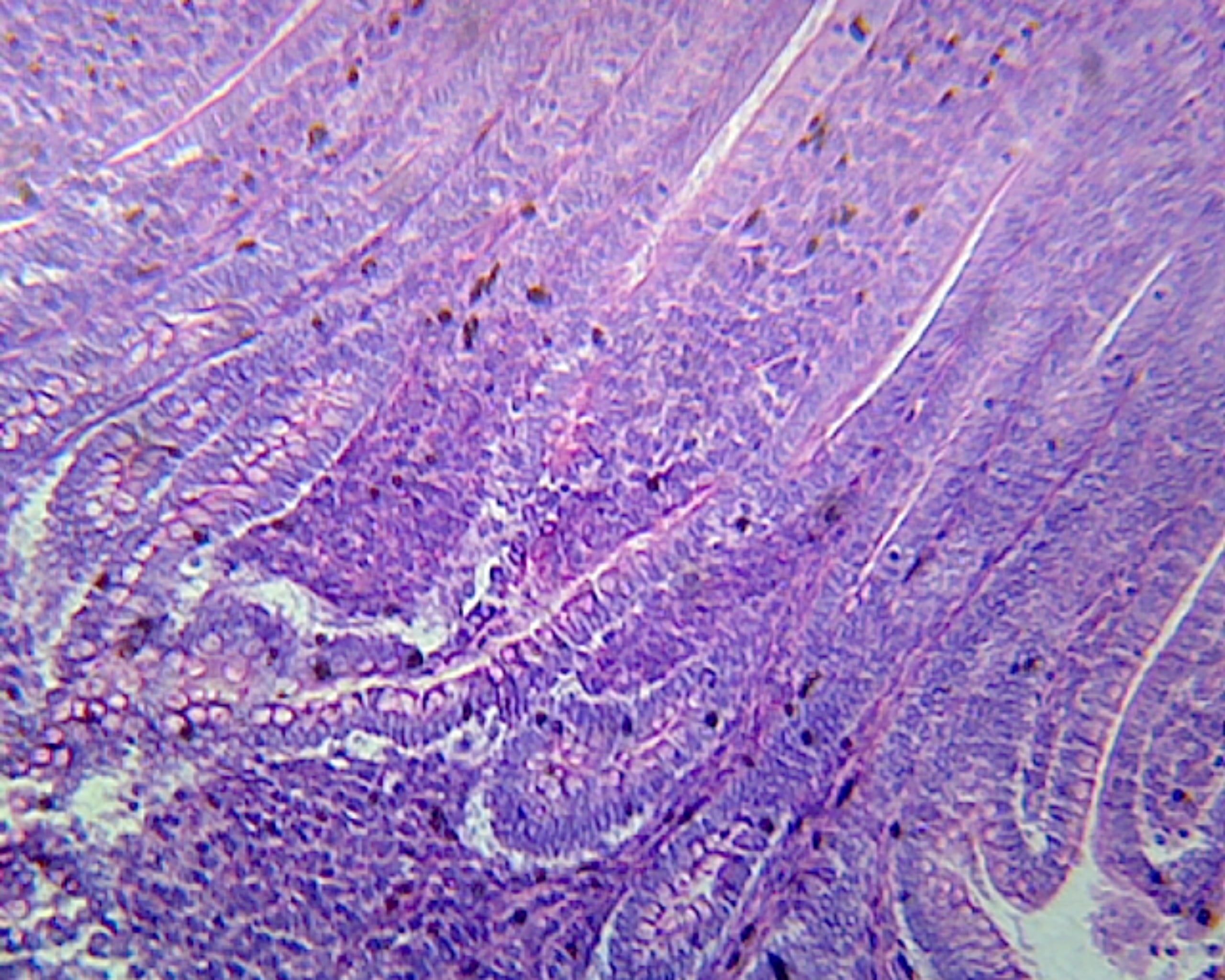 GSC INTERNATIONAL Duodenum, Mammalian; Showing Brunner's Glands and Lieberkuhn's Crypts; Cross Section by Go Science Crazy