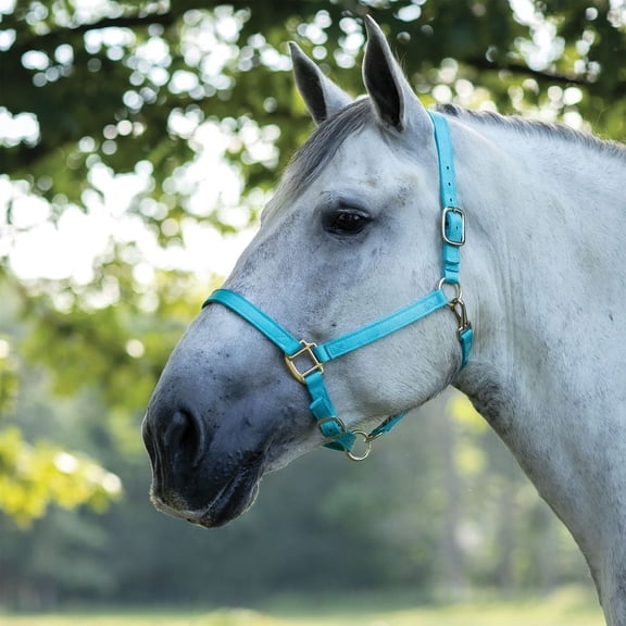 Dura-Tech Draft Horse Nylon Halter | Custom Fit for Draft Horses | Turquoise