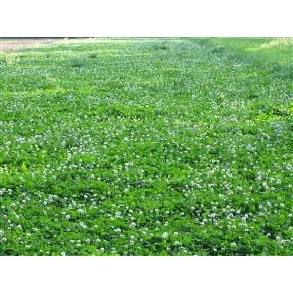 Durana White Clover Seed - 10 Lbs.