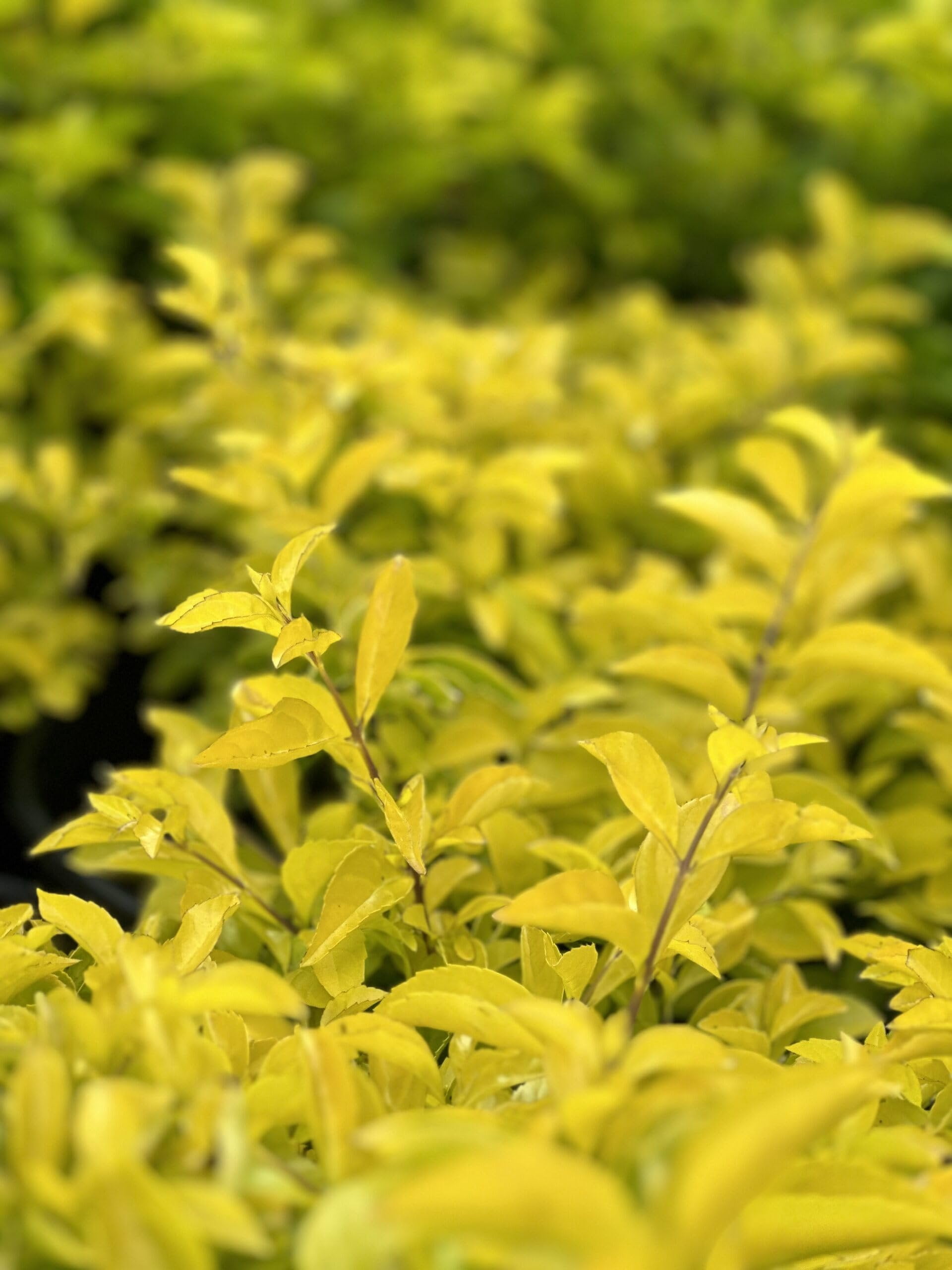 Duranta Gold Mound 1 Extra Large 3 Gallon Plant Duranta Erecta 'Gold