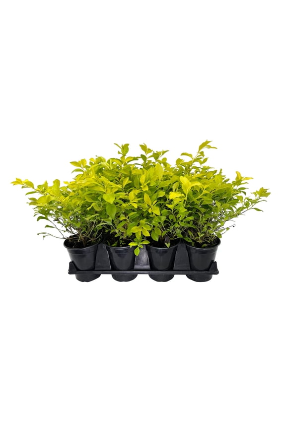 Duranta Gold Mound  1 Live Quart Size Plant  Duranta Erecta 'Gold Mound'  Vibrant Foliage  Landscape Accent Shrub Hedge