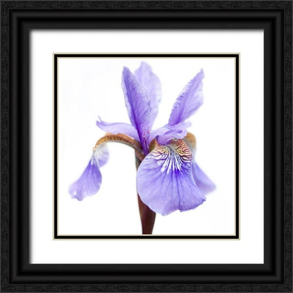 Durnberger, Sonja 12x12 Black Ornate Wood Framed with Double Matting Museum Art Print Titled - Iris versicolor