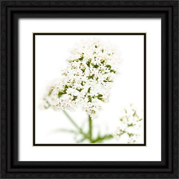 Durnberger, Sonja 12x12 Black Ornate Wood Framed with Double Matting Museum Art Print Titled - Valeriana officinalis