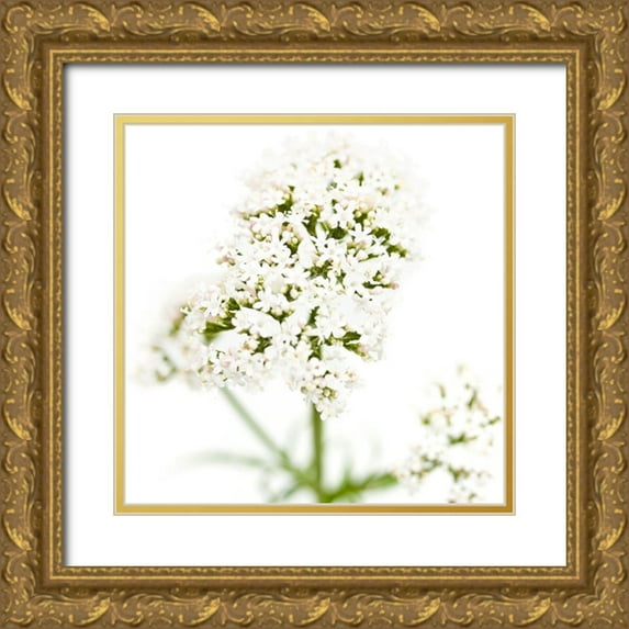 Durnberger, Sonja 15x15 Gold Ornate Wood Framed with Double Matting Museum Art Print Titled - Valeriana officinalis