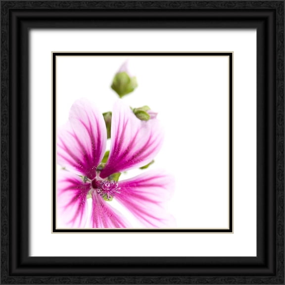 Durnberger, Sonja 20x20 Black Ornate Wood Framed with Double Matting Museum Art Print Titled - Malva sylvestris