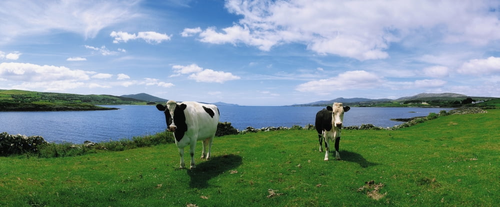 Durrus Sheeps Head Co Cork Ireland Friesian Cattle Canvas Art - The Irish Image Collection Design Pics (34 x 14)