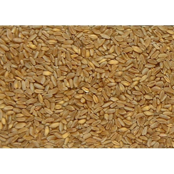 Durum Wheat Kernels