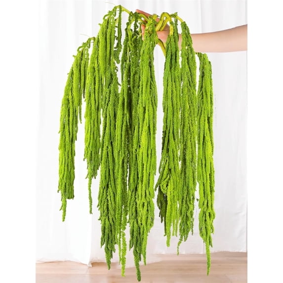Duslogis 5 Pcs Real Preserved Amaranthus Hanging Wedding Flowers - 16''-28'' Bleached Dried Flowers for Wedding Arch Flowers, Wisteria Flowers Arrangement, Garlands, Home Decor (Light Green)