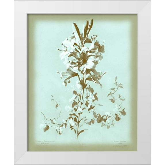 Dussurgey, Chabal 20x24 White Modern Wood Framed Museum Art Print Titled - Dussurgey Lilium on Blue