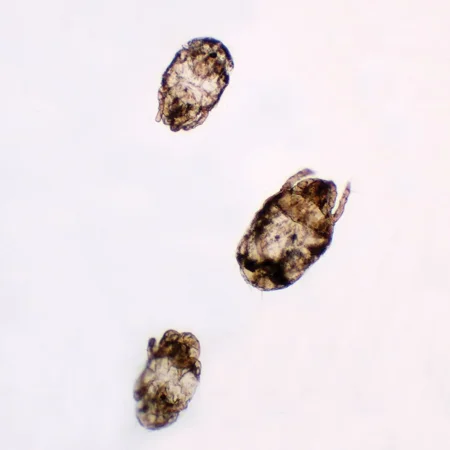 Dust Mites, W.M., Individual Microscope Slide