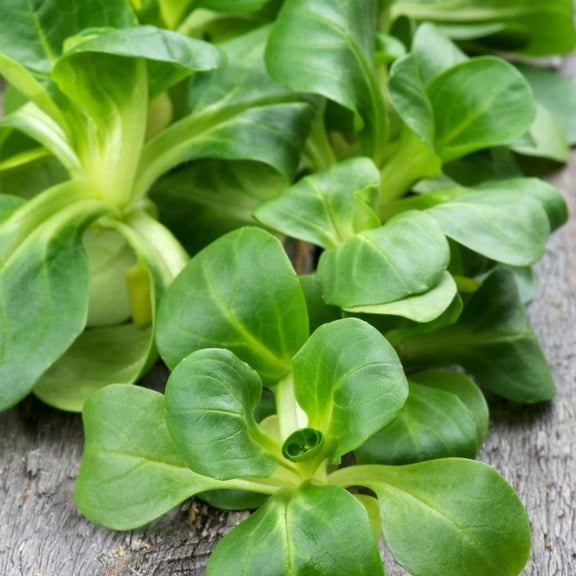 Dutch Broad Leaved Corn Salad Mache Seeds - 4 Oz - Also Called Lamb's Lettuce - Non-GMO Vegetable Garden Seeds - Leafy Greens