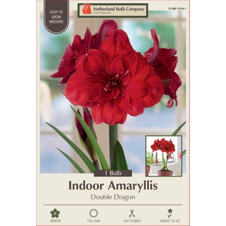 Dutch Double Amaryllis Double Dragon - 34/+ cm Bulb