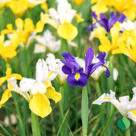 Dutch Iris Mix