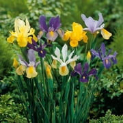 Dutch Iris Mixture 20 Bulbs - Hardy - 8/9 cm Bulbs