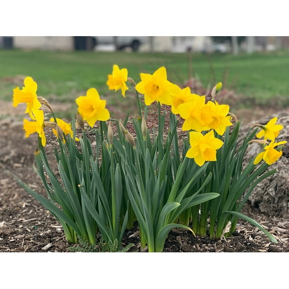Dutch Master Daffodil 100 Bulbs - 12/14 cm Bulbs