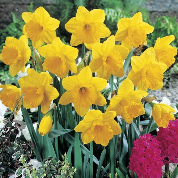 Dutch Master Trumpet Daffodil Dormant Spring Flowering Bulbs 100 Pack