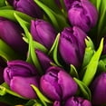 thumbnail image 1 of Dutch Mill Tulip Bulbs, Pkg 50, 1 of 1