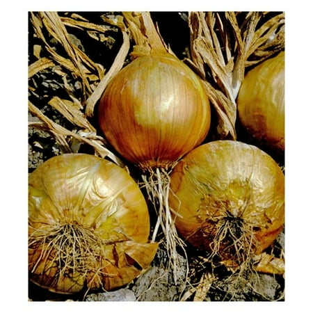 Dutch Valley Growers YELONIONSETS 0.87 in. 32 lbs Onion Sets, Yellow