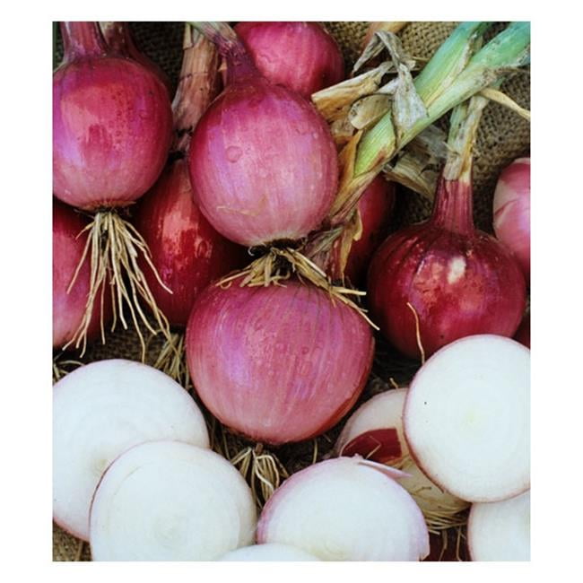 Dutch Valley Growers REDONIONSETS 0.93 in. 32 lbs Onion Sets, Red