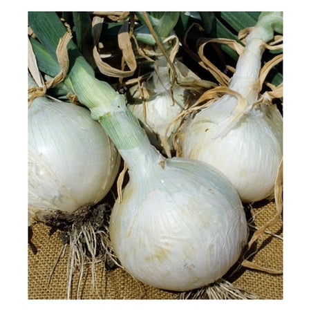 Dutch Valley Growers WHTONIONSETS 0.93 in. 32 lbs Onion Sets, White