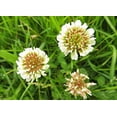 thumbnail image 1 of Dutch White Clover Nitro Coated Inoculated Seed by Seed Kingdom Bulk 1 Lb Seeds, 1 of 1