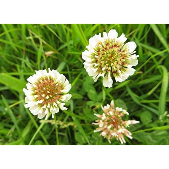 Dutch White Clover Nitro Coated Inoculated Seed by Seed Kingdom Bulk 1 Lb Seeds