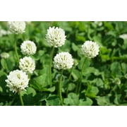 Dutch White Clover Seed - 1 Lb of Seed - Great from Food Plot, Cover Crop, Pasture Mix - Perennial White Clover