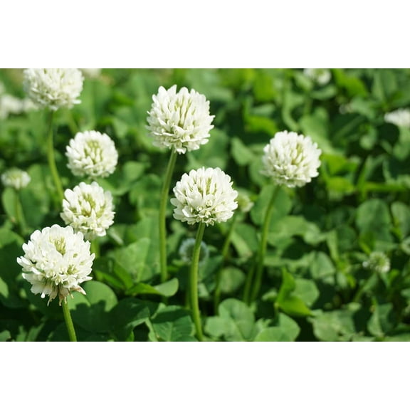Dutch White Clover Seed - 5 Lbs of Seed - Great from Food Plot, Cover Crop, Pasture Mix - Perennial White Clover