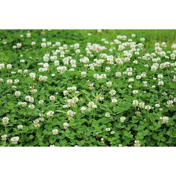Dutch White Clover Seeds for Planting (1/2 Pound)