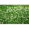 Dutch White Clover Seeds to Plant - Walmart.com