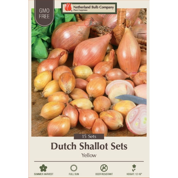 Dutch Yellow Shallots - 15 Bulbs - 7/13 cm bulbs
